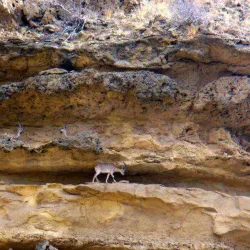 Kirthar National Park - Dadu (Dādu)