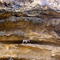 Kirthar National Park - Dadu (Dādu)