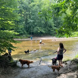 Local Agricultural Fields - Daska