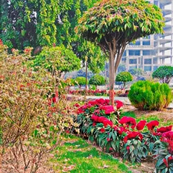 D Ground - Faisalabad