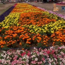 D Ground - Faisalabad