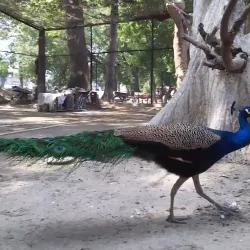 Gatwala Wildlife Park - Faisalabad