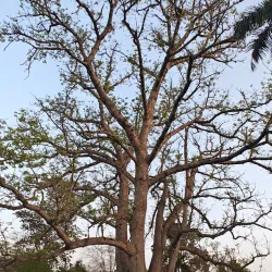 Jinnah Garden (Company Bagh) - Faisalabad