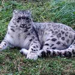 Naltar Wildlife Sanctuary - Gilgit