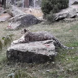 Naltar Wildlife Sanctuary - Gilgit