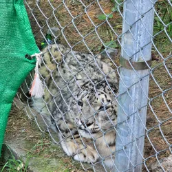Naltar Wildlife Sanctuary - Gilgit