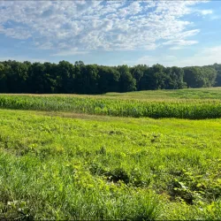 Agricultural Fields Surrounding Gojra - Gojra