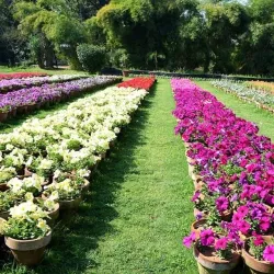 Kharian Cantonment - Gujrat