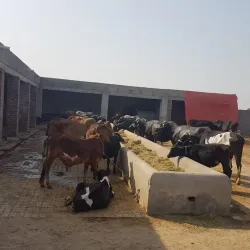 Agricultural Fields and Farm Tours - Hafizabad