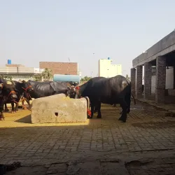 Agricultural Fields and Farm Tours - Hafizabad