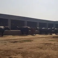 Agricultural Fields and Farm Tours - Hafizabad