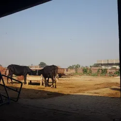 Agricultural Fields and Farm Tours - Hafizabad