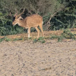 Bahawalnagar District Museum - Haroonabad