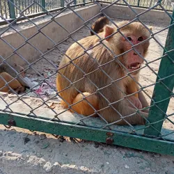 Bahawalnagar District Museum - Haroonabad