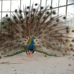 Bahawalnagar District Museum - Haroonabad