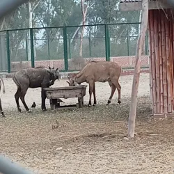 Bahawalnagar District Museum - Haroonabad
