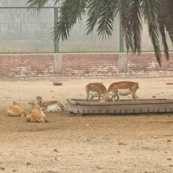 Bahawalnagar District Museum - Haroonabad