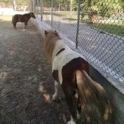 Rani Bagh Zoo - Hyderabad