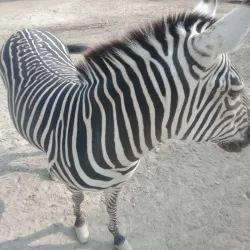 Rani Bagh Zoo - Hyderabad