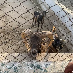 Rani Bagh Zoo - Hyderabad