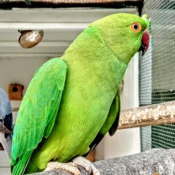 Rani Bagh Zoo - Hyderabad