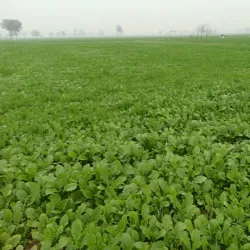 Nearby Khanewal City - Jahanian