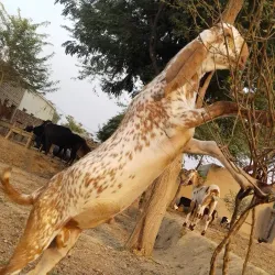 Nearby Khanewal City - Jahanian