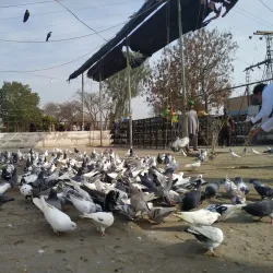 Shrine of Sultan Bahu - Jhang