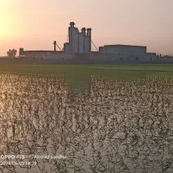 Kamoke Rice Market - Kamoke