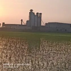 Kamoke Rice Market - Kamoke