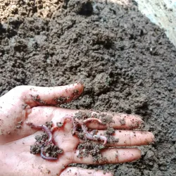 Nearby Agricultural Fields - Kamoke