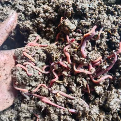 Nearby Agricultural Fields - Kamoke