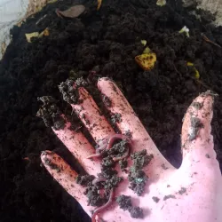 Nearby Agricultural Fields - Kamoke