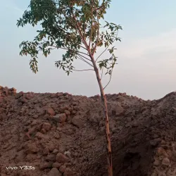 Nearby Agricultural Fields - Kamoke