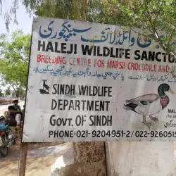 Haleji Lake - Karachi