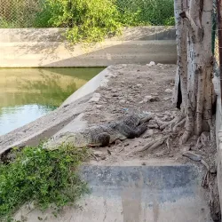 Haleji Lake - Karachi