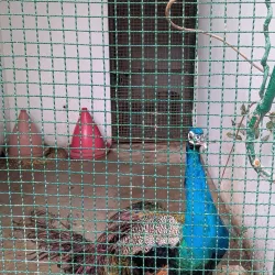 Karachi Zoo - Karachi