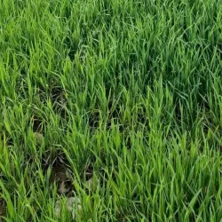 Karak Cultural Festival - Karak