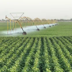 Agricultural Fields Surrounding Khanewal - Khanewal