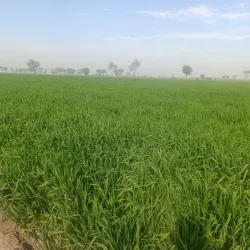 Agricultural Fields Surrounding Khanewal - Khanewal