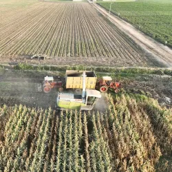 Agricultural Fields Surrounding Khanewal - Khanewal