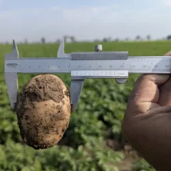 Agricultural Fields Surrounding Khanewal - Khanewal