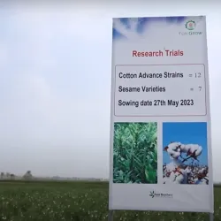 Agricultural Fields Surrounding Khanewal - Khanewal