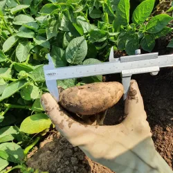 Agricultural Fields Surrounding Khanewal - Khanewal
