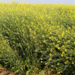 Agricultural Fields Surrounding Khanewal - Khanewal