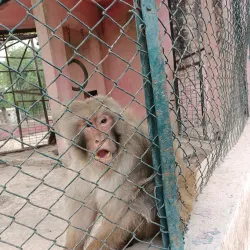 Local Parks and Green Spaces - Khanewal