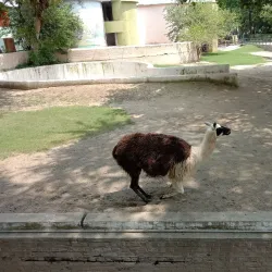 Lahore Zoo - Lahore