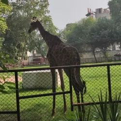 Lahore Zoo - Lahore