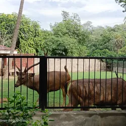 Lahore Zoo - Lahore
