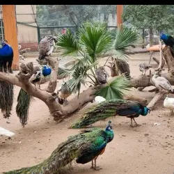 Lahore Zoo - Lahore